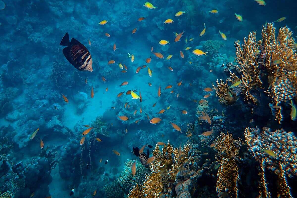 Hidden gems, biodiversity of Saudi Arabia's reefs