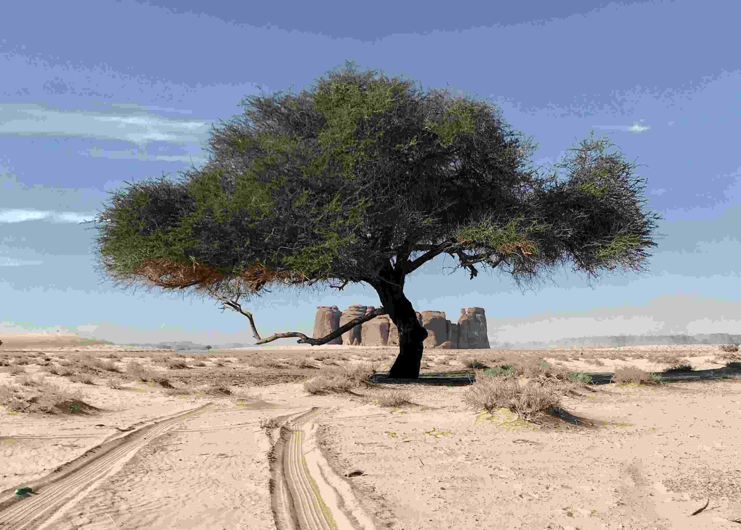 Your ecological constraint mapping guide