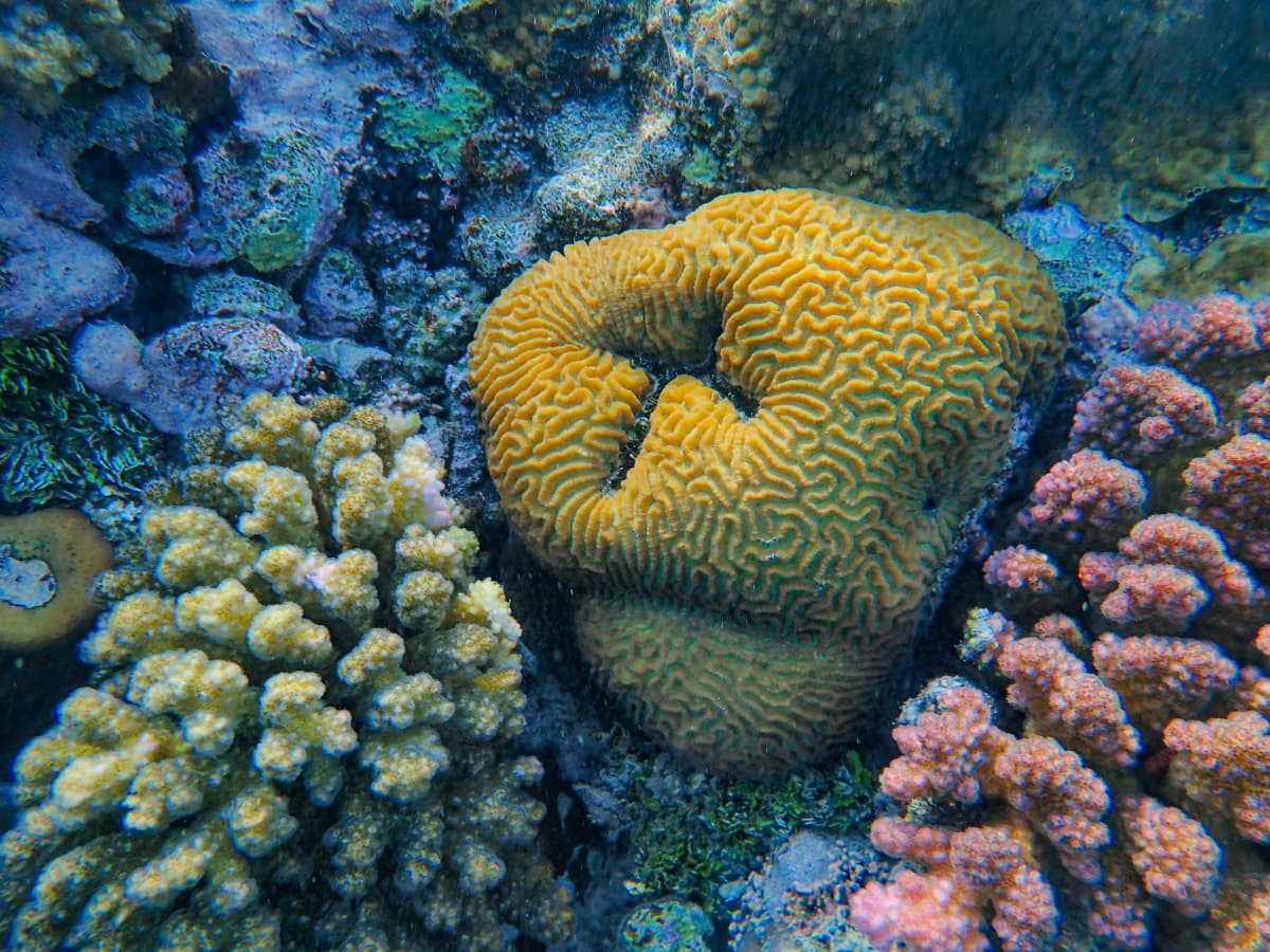 Assessing and monitoring the marine environment in Saudi Arabia