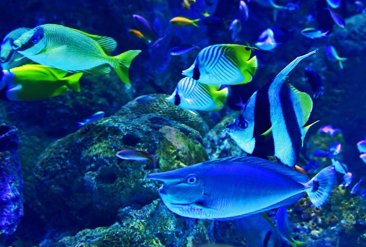 Marine Environmental Management tips