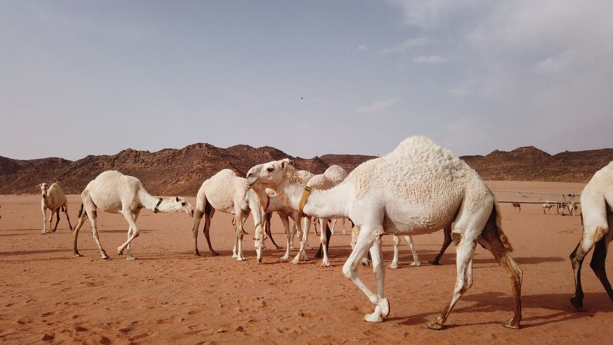 A rapid ecological survey at Haql Site, NEOM, Saudi Arabia