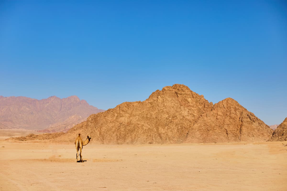 The tipping point: how climate change is driving extinction