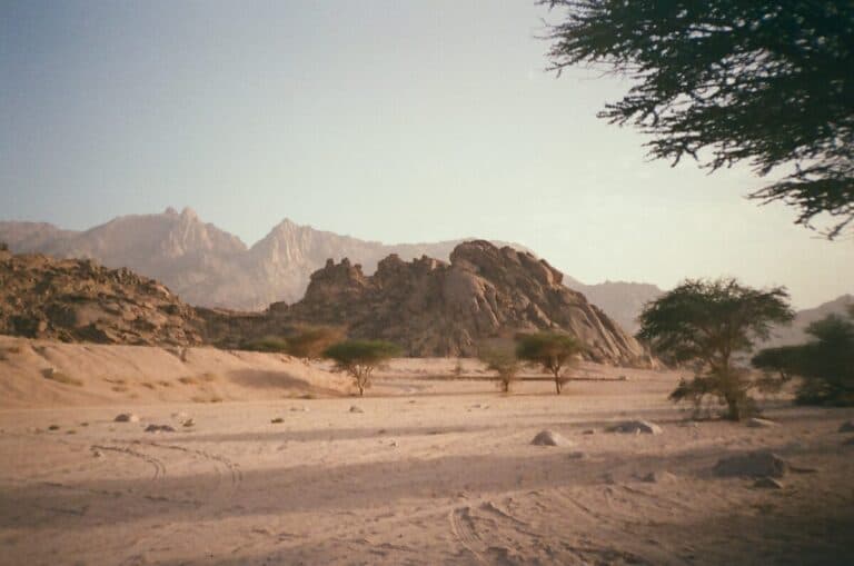 Staterra tree translocation NEOM