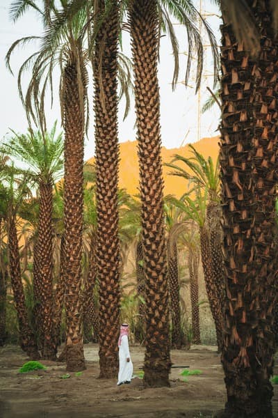 Staterra Ecological Surveys Saudi Arabia