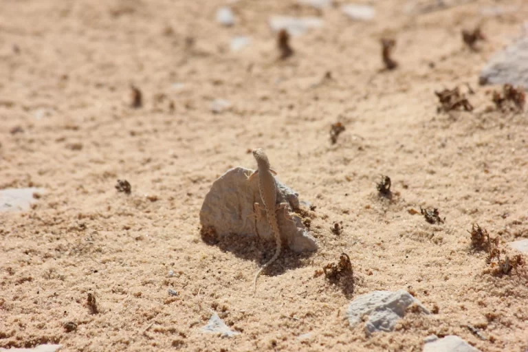 Staterra ecology solutions KSA