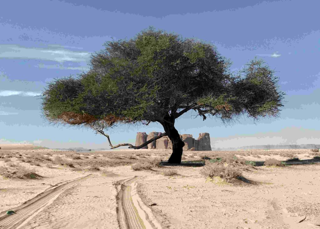 Staterra KSA biodiversity