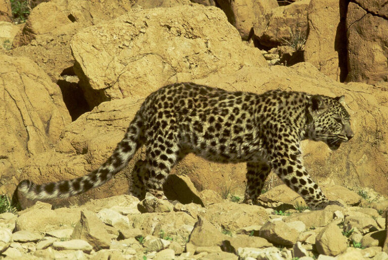 Staterra Arabian Leopard