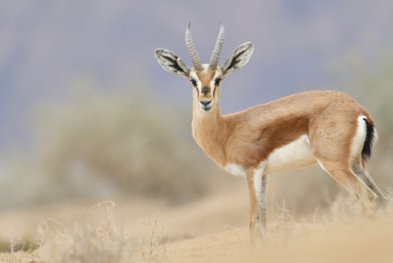 Staterra Mountain Gazelle