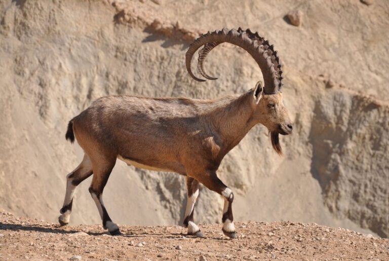 Staterra Nubian Ibex