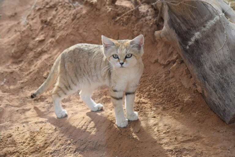 Staterra Sand Cat