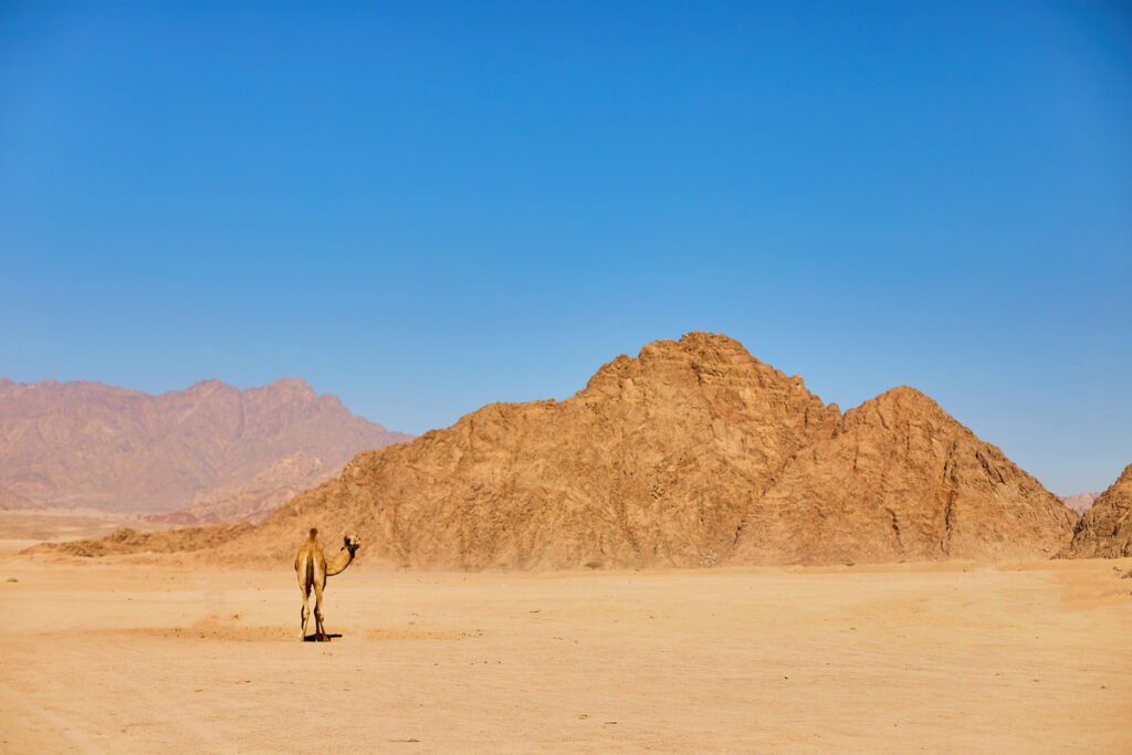 Staterra Saudi Arabia climate change