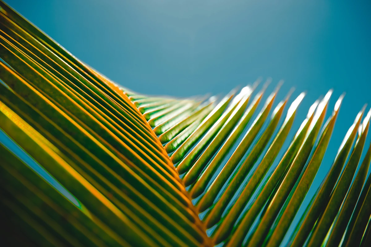 A photo of a palm leaf, showcasing its natural beauty and cultural significance in KSA.
