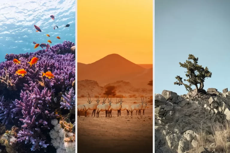 Saudi Arabia's natural heritage: from vision to action