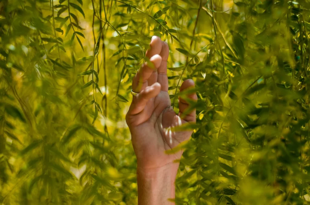 Close-up of vibrant green leaves.