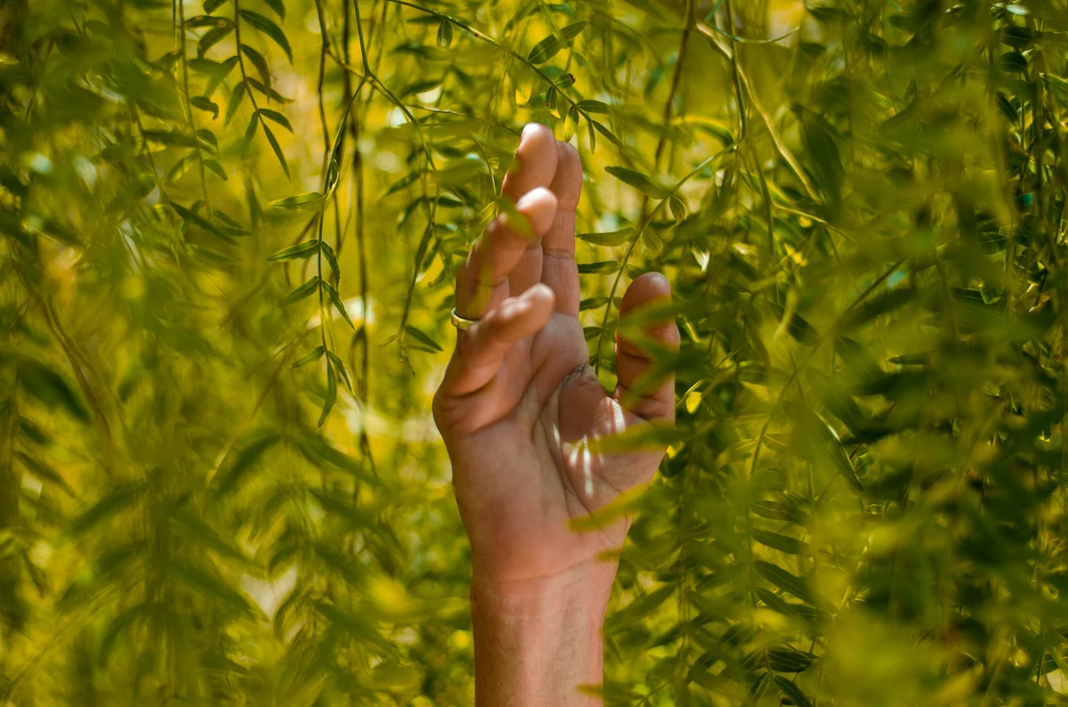 Close-up of vibrant green leaves.