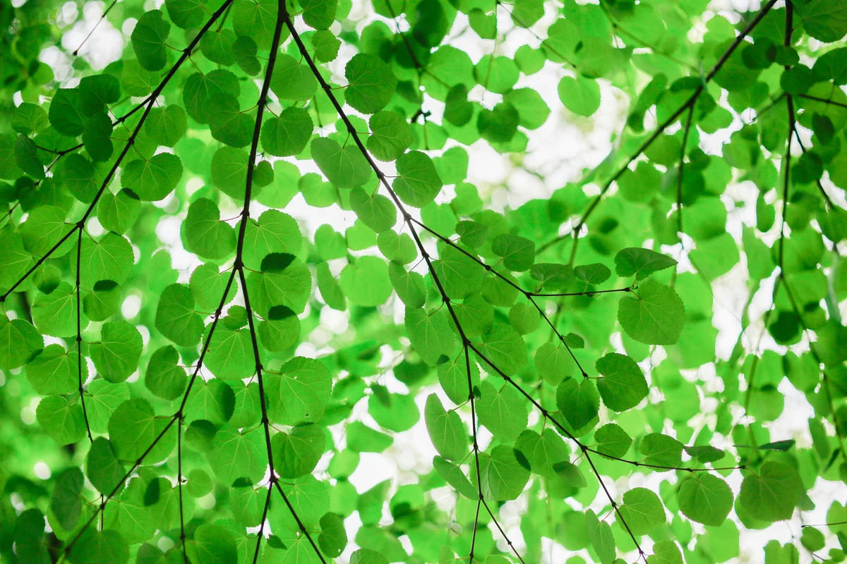 Three incredible environmental minds join Staterra