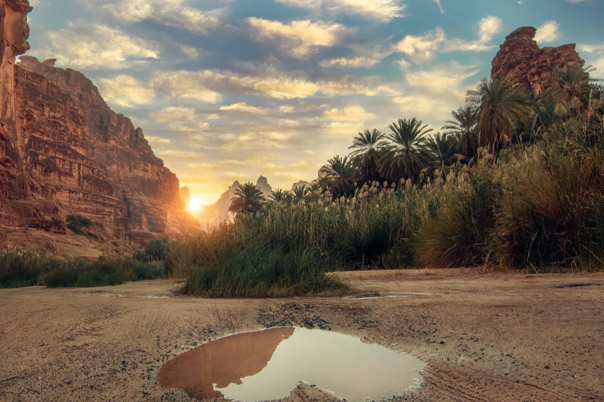 A lush green oasis thriving in the vast, arid Saudi desert within NEOM, featuring palm trees and calm water surrounded by golden sand dunes under a clear blue sky.