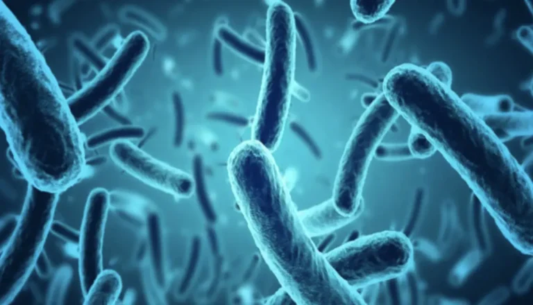 Staterra Light microscopy of Carbonoclastic petroleum hydrocarbon